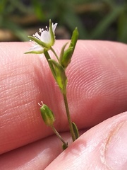 Arenaria lanuginosa