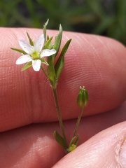 Arenaria lanuginosa