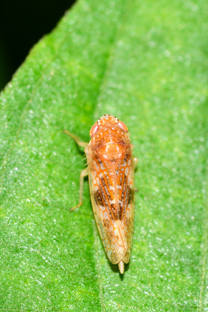 Acunasus