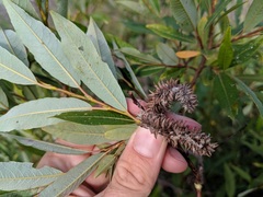 Salix pellita