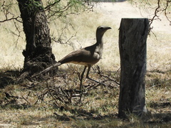 Chunga burmeisteri