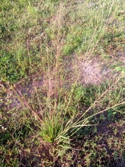 Sporobolus pyramidalis