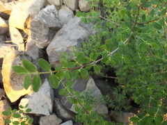 Euphorbia magdalenae