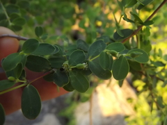 Euphorbia magdalenae