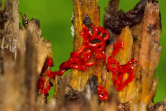 Willkommlangea reticulata