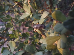 Venezillo stuckchensis