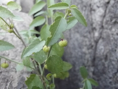 Ayenia peninsularis