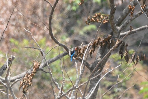 Gray-headed Kingfisher