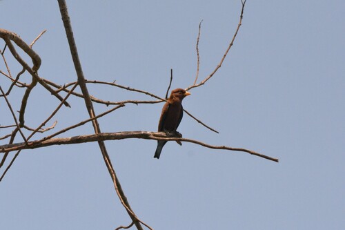 Broad-billed Roller