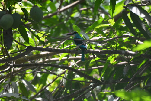 Blue-breasted Kingfisher