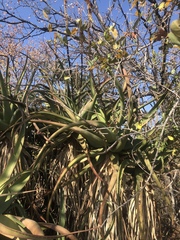 Aloe spicata