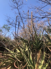 Aloe spicata