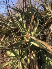 Aloe spicata