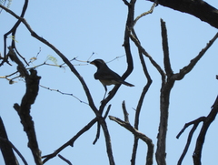 Saltatricula multicolor