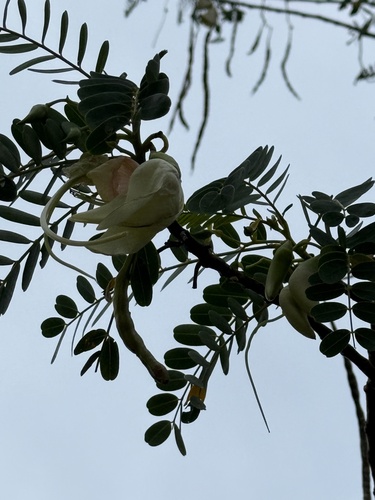 Sesbania grandiflora observed 2025-04-17