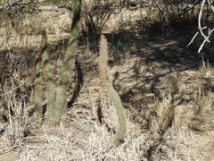 Cleistocactus baumannii