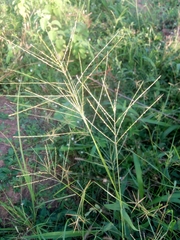 Digitaria horizontalis