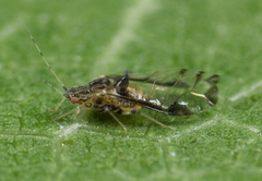 Sarucallis kahawaluokalani