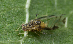 Sarucallis kahawaluokalani