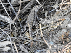 Liolaemus chacoensis