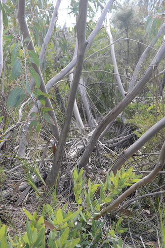 Eucalyptus luehmanniana F.Muell.