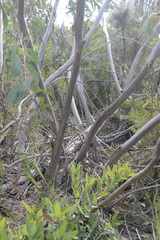 Eucalyptus luehmanniana