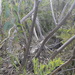 Eucalyptus luehmanniana - Photo (c) ronavery, algunos derechos reservados (CC BY), subido por ronavery
