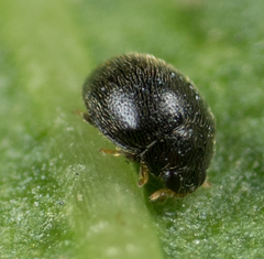 Stethorus punctum