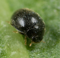 Stethorus punctum