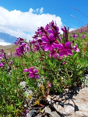 Chamaenerion fleischeri