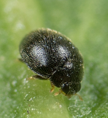 Stethorus punctum