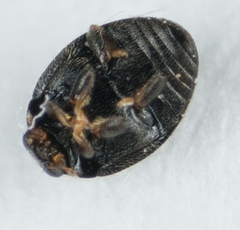 Stethorus punctum