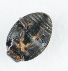 Stethorus punctum