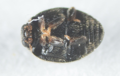 Stethorus punctum