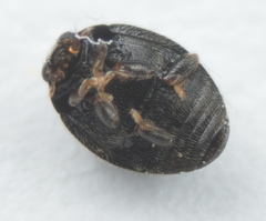 Stethorus punctum