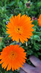 Lampranthus aureus