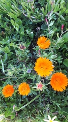 Lampranthus aureus