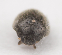 Stethorus punctum