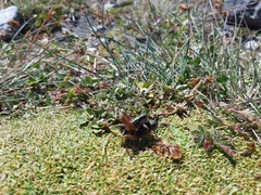 Epipodisma pedemontana