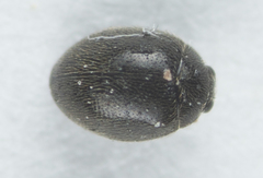 Stethorus punctum
