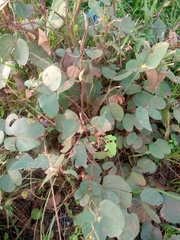 Piliostigma reticulatum