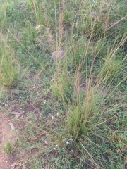 Sporobolus pyramidalis