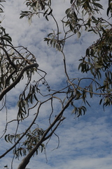 Eucalyptus luehmanniana