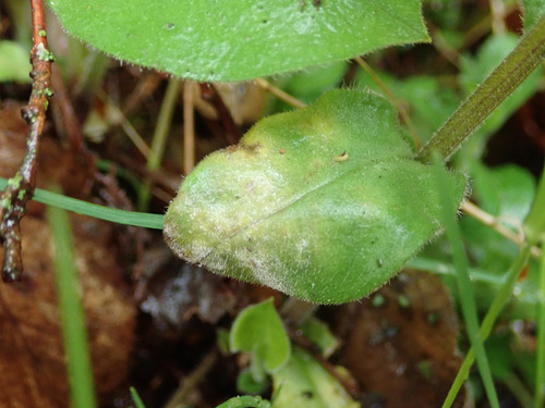 Ramularia cylindroides observed 2025-04-18