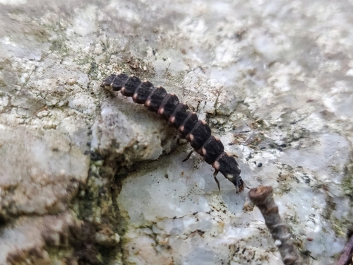 Corsican Glow-worm