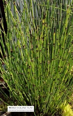Equisetum variegatum