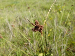 Carex extensa