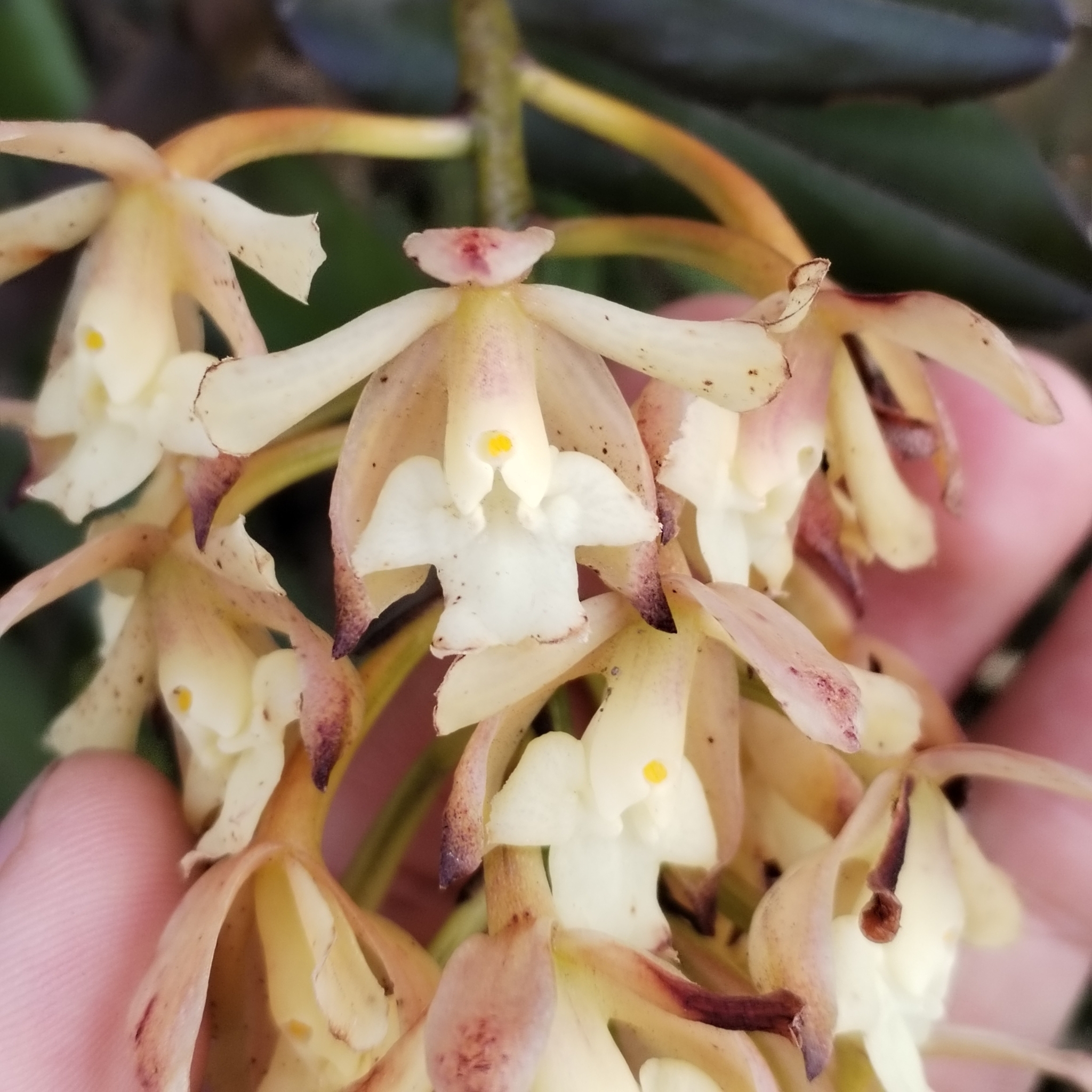 Epidendrum sumacoense Hágsater & Dodson 2