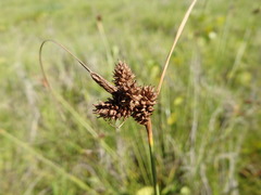 Carex extensa