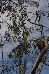 Eucalyptus luehmanniana
